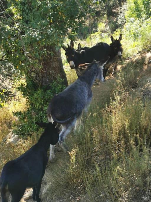Gite Les Cadichons De La Grange Saint-Péray Εξωτερικό φωτογραφία